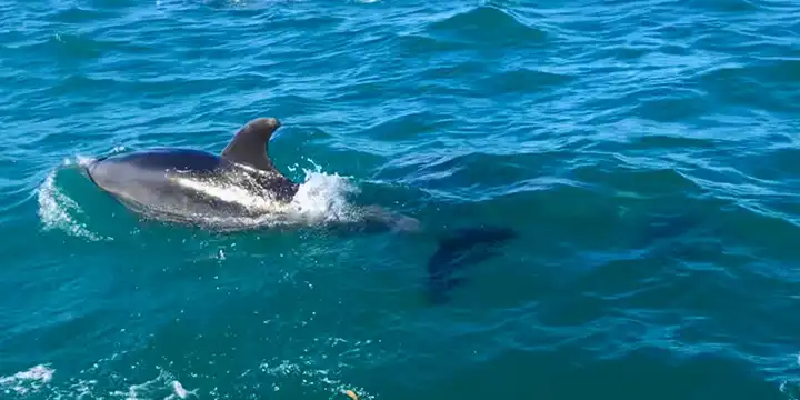 Dolphins observed from cruise along Abel Tasman coast