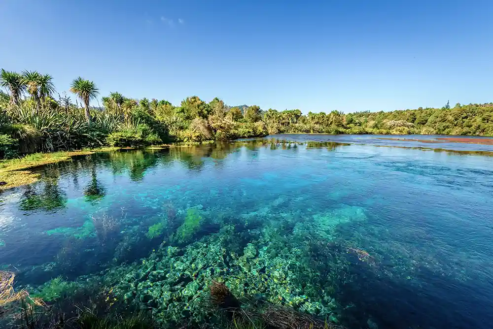 Te Waikorupupu Springs, super clear blue water with bush to waters edge